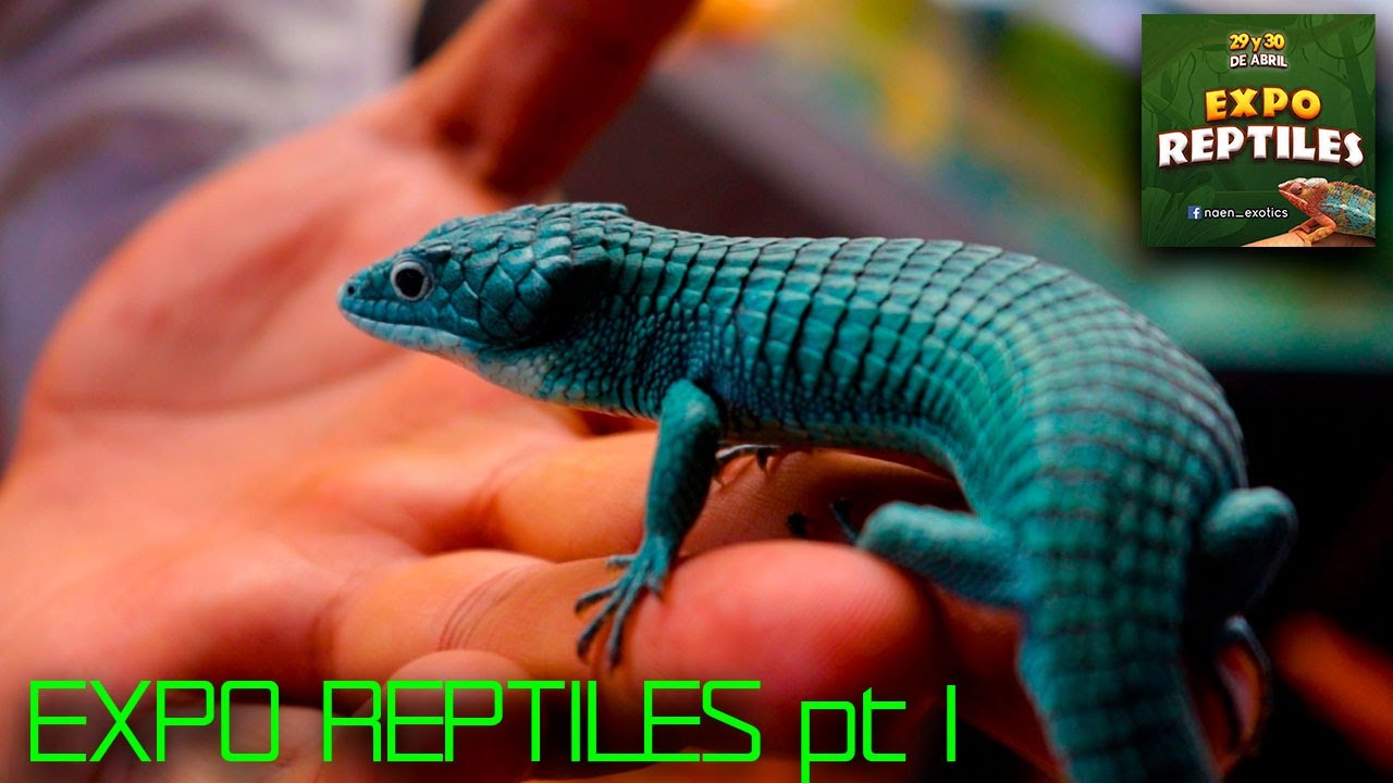 EXPO REPTILES pt 1 | RANAS | SERPIENTES | ABRONIAS | AXOLOTL |