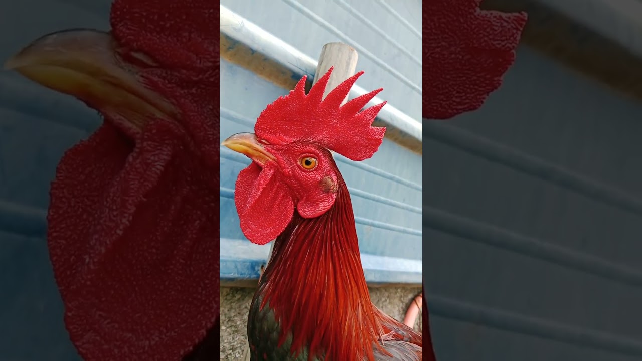 Peruhatch ayam @buhawebloodline