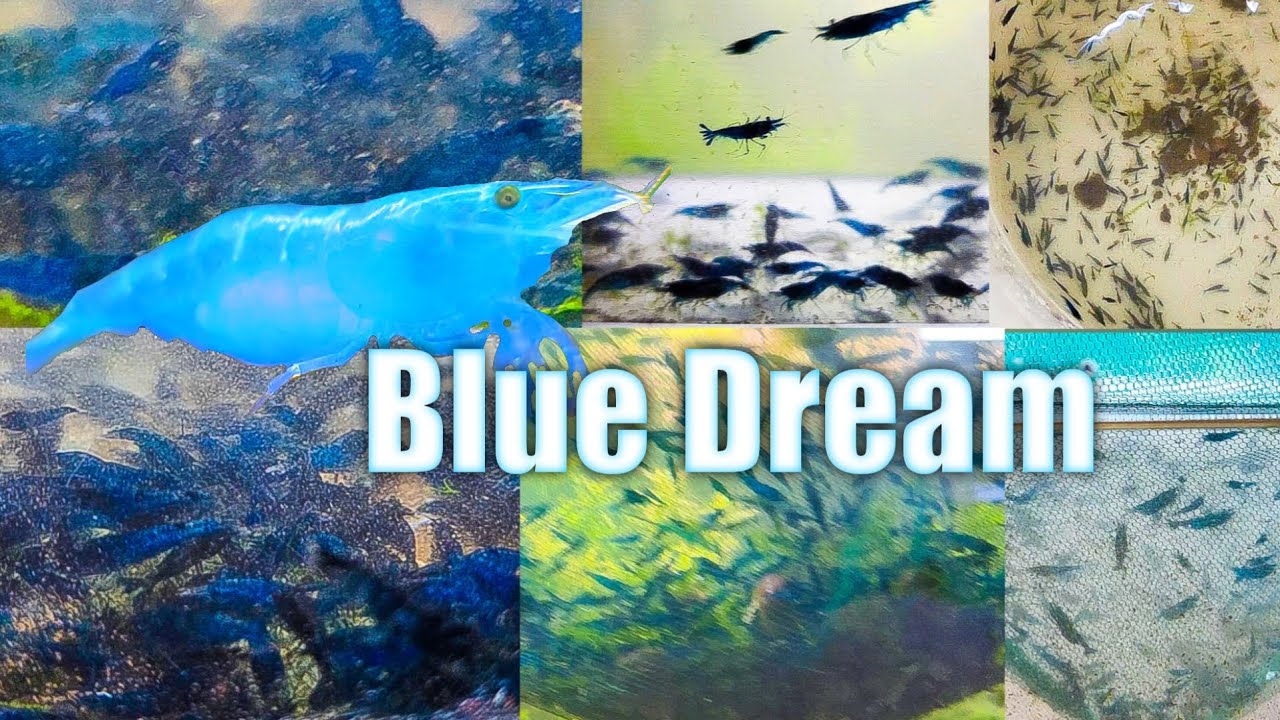 Как развести лучшую креветку Blue Dream