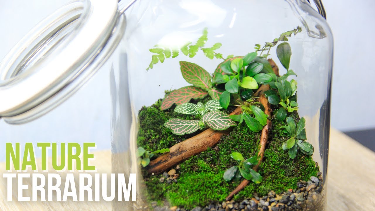 How To Make a Nature Terrarium