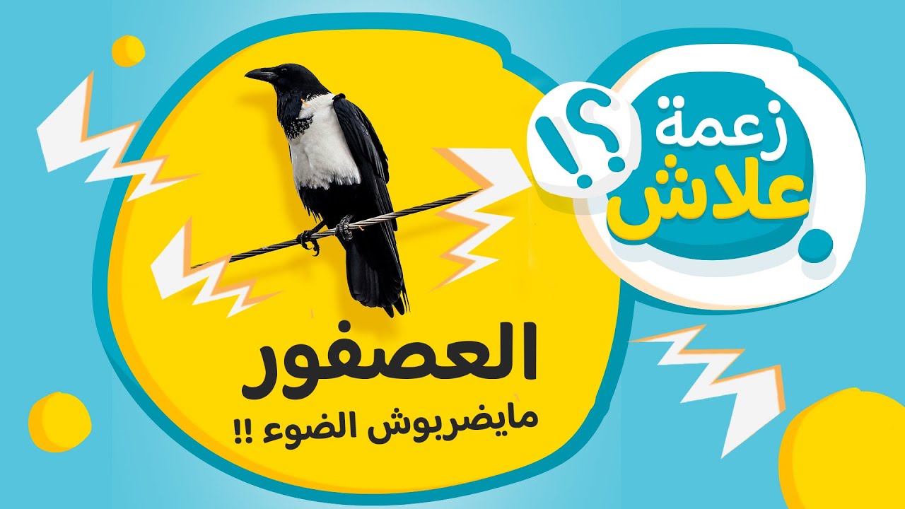 زعمة علاش العصفور مايضربوش الضوء