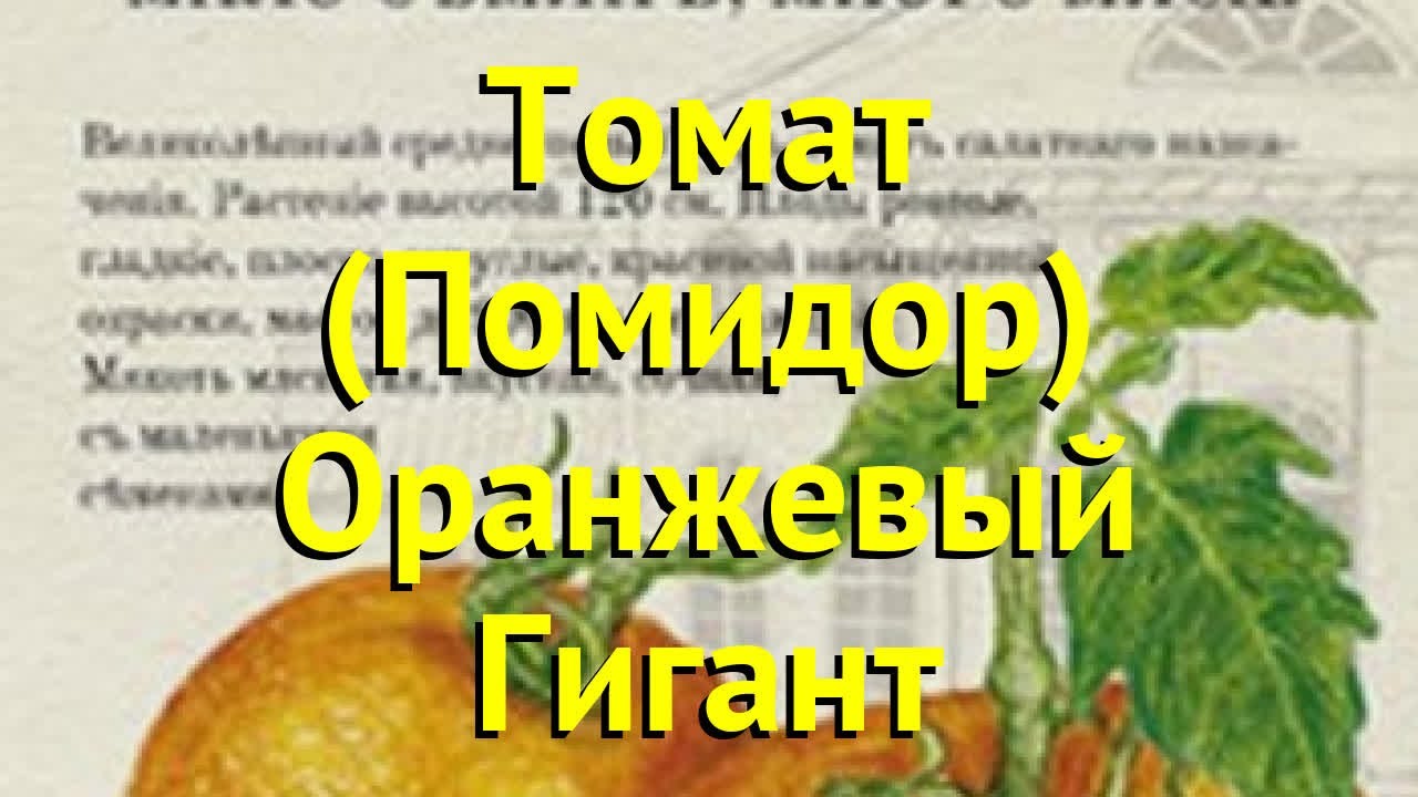 Томат обыкновенный Оранжевый Гигант. Краткий обзор, описание solanum lycopersicum Oranzhevyj Gigant