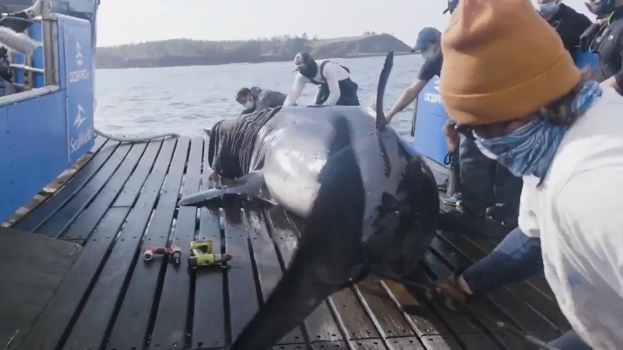 Canada: catturato e 