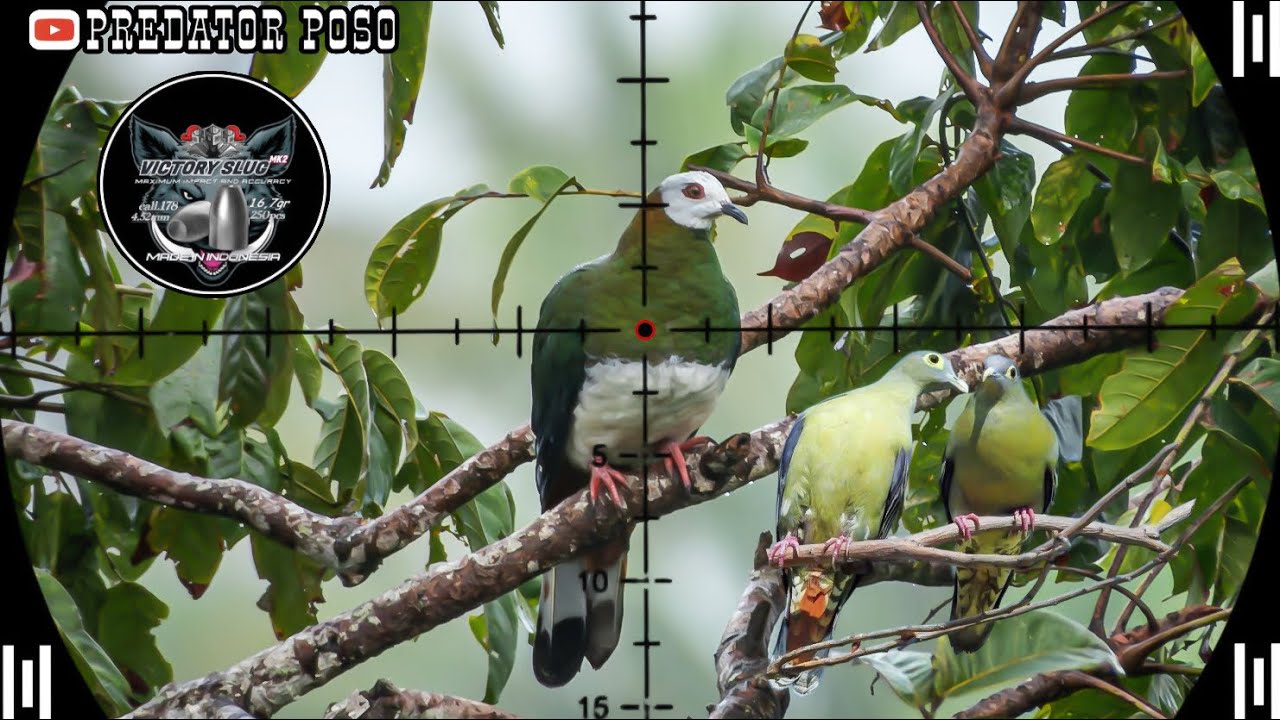 BERBURU BURUNG PERGAM JUMBO DAN PUNAI DI SAAT MUSIM HUJAN DI SPOT SEJUTA UMAT