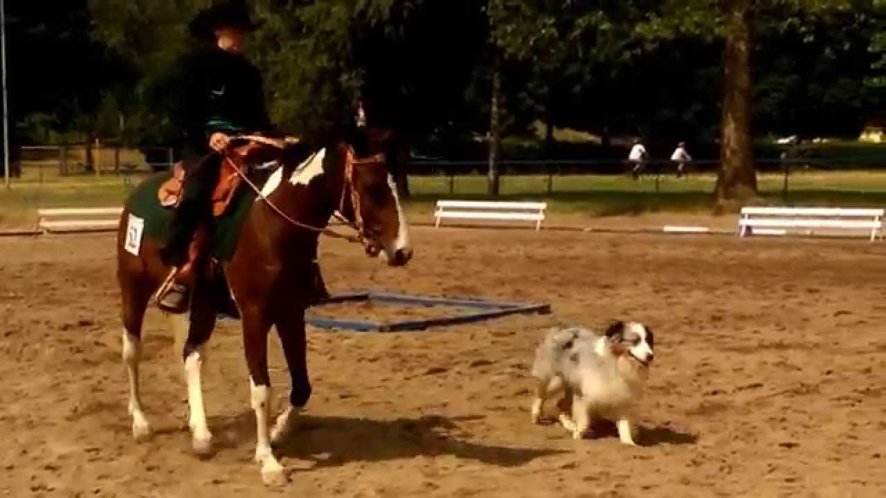 Westernpr&uuml;fung - 1.Westernturnier 2015 - RFSV Ihringen e.V.
