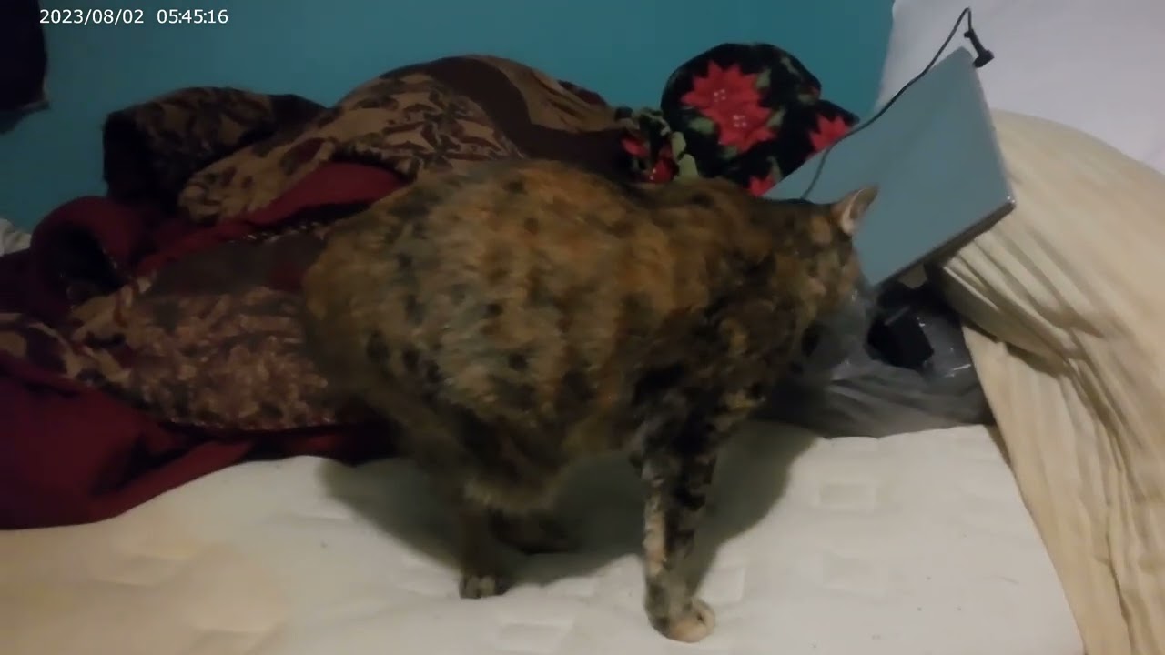 The Ballad of my Little Girl Cat Ivy.  (2026).
