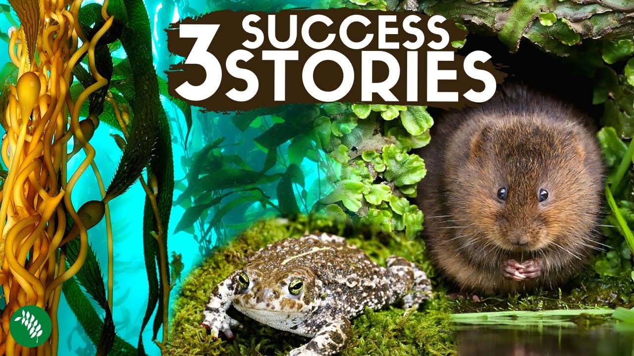 3 Successful Rewilding Britain Projects