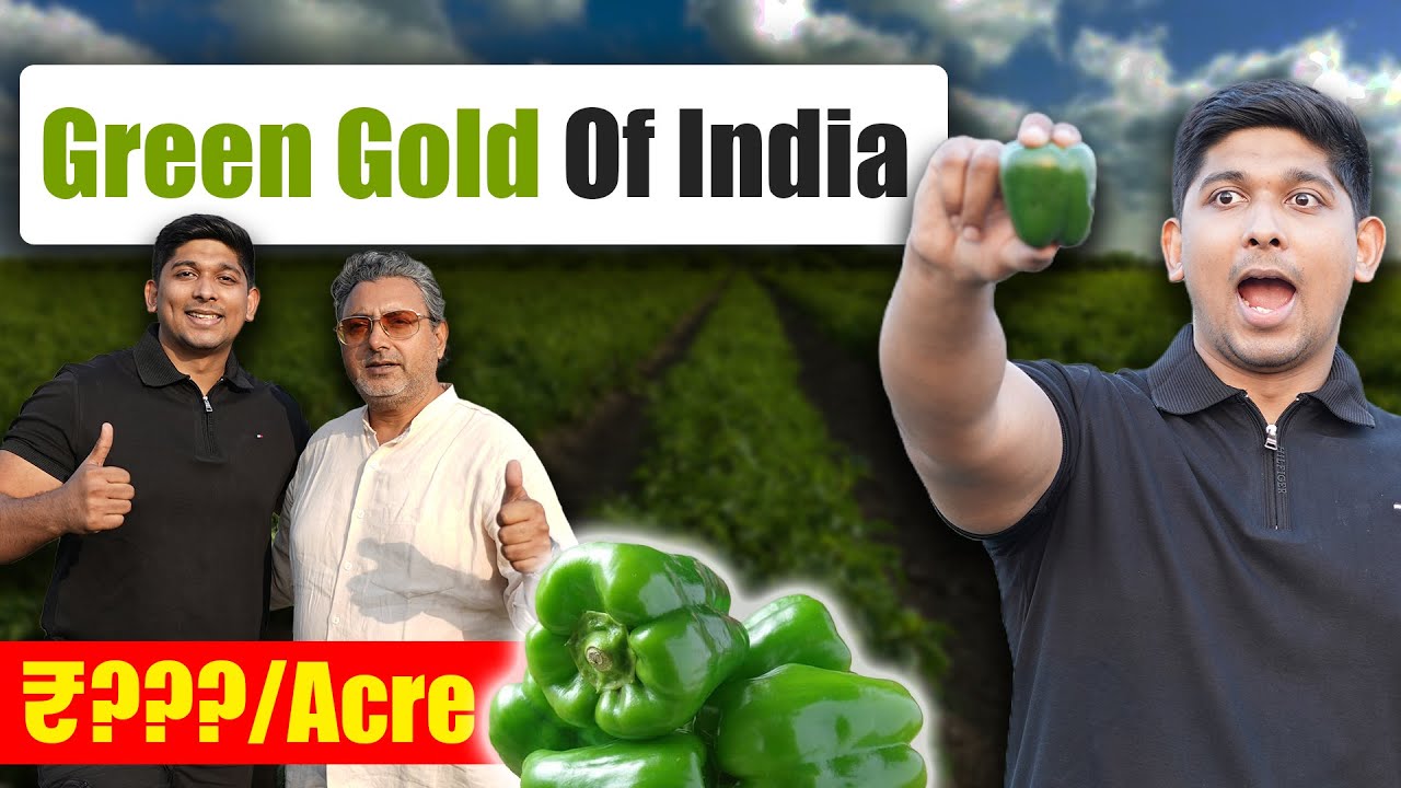 बिना Polyhouse Shimla Mirch उगाने का Secret जो कोई नहीं बताता | Low Cost Capsicum Farming Business