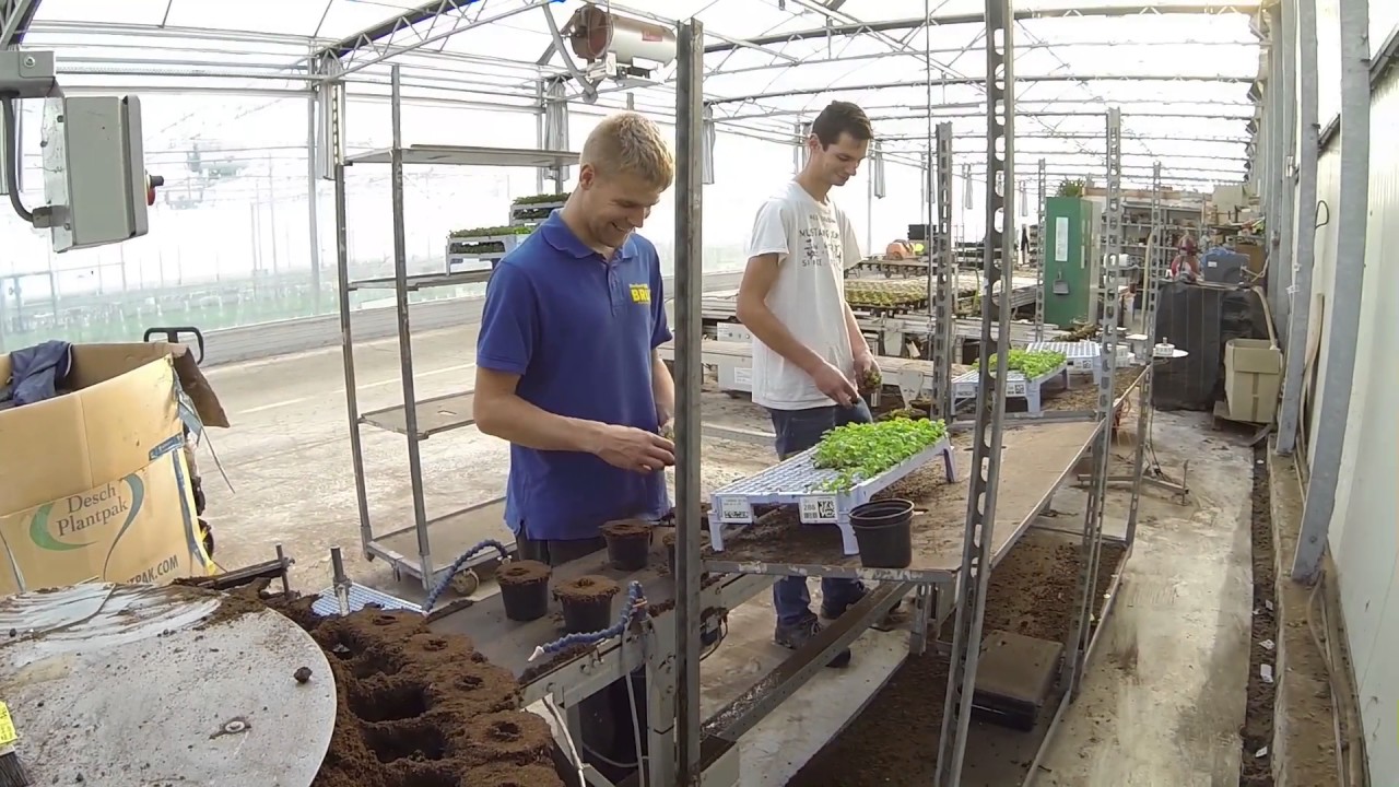 Gartenbau Brüx am Niederrhein
