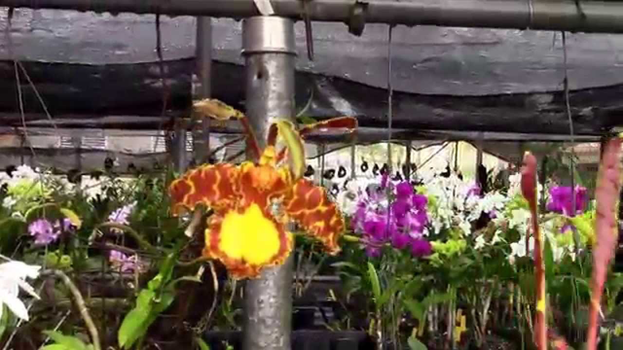 Orquideas Mercedes
