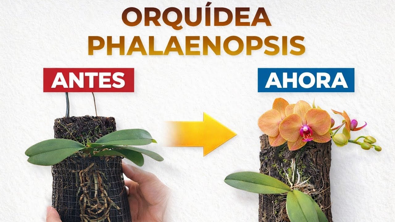 ORQU&Iacute;DEAS PHALAENOPSIS, EN TRONCOS. #plantas #orquideas  #sucus #orquideas #orchid #garden 
