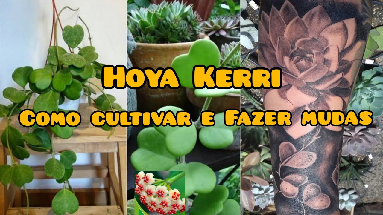 Como Fazer Mudas do Hoya Kerry, Planta Flor de Cera Coração, Aprenda como cultivar.