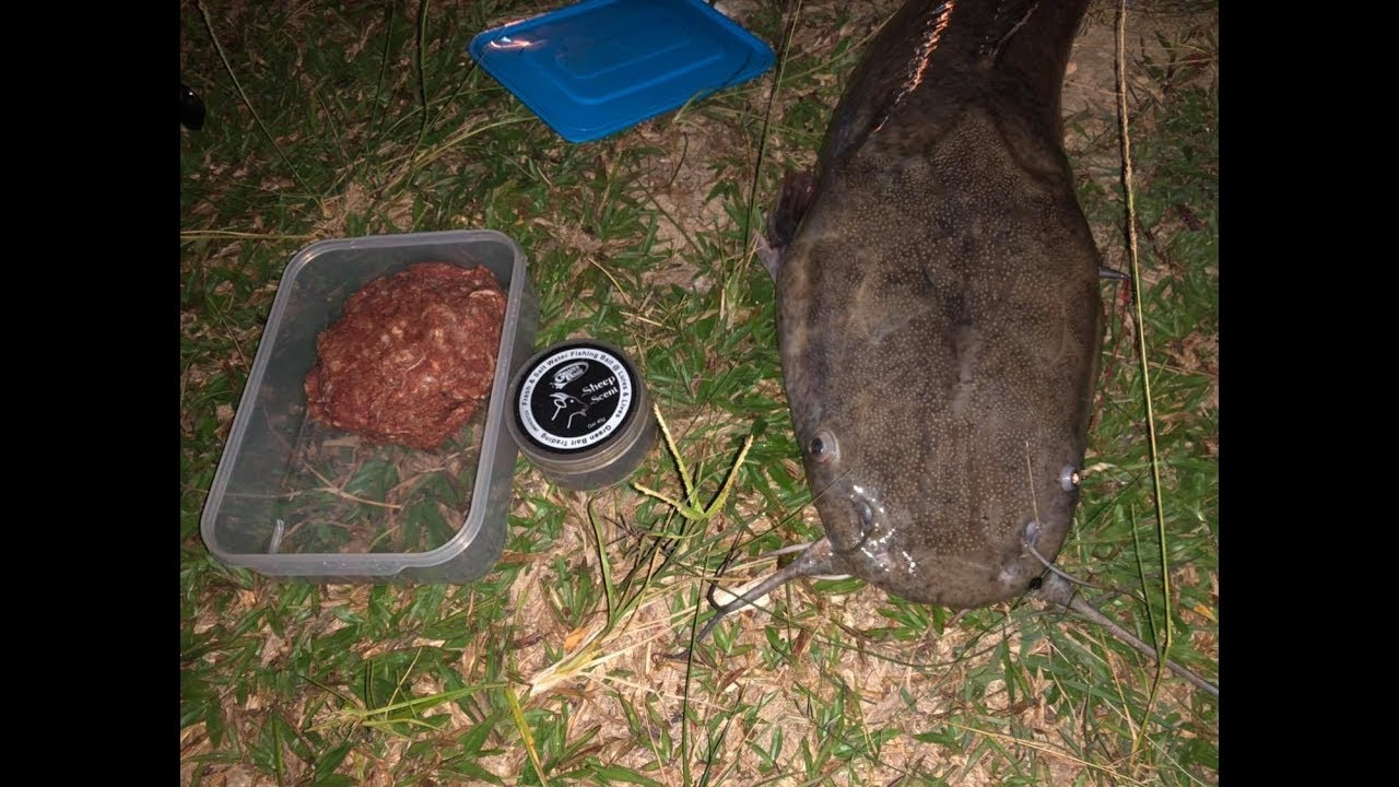 Umpan ikan Keli daging Burger 泥鳅鱼钓饵