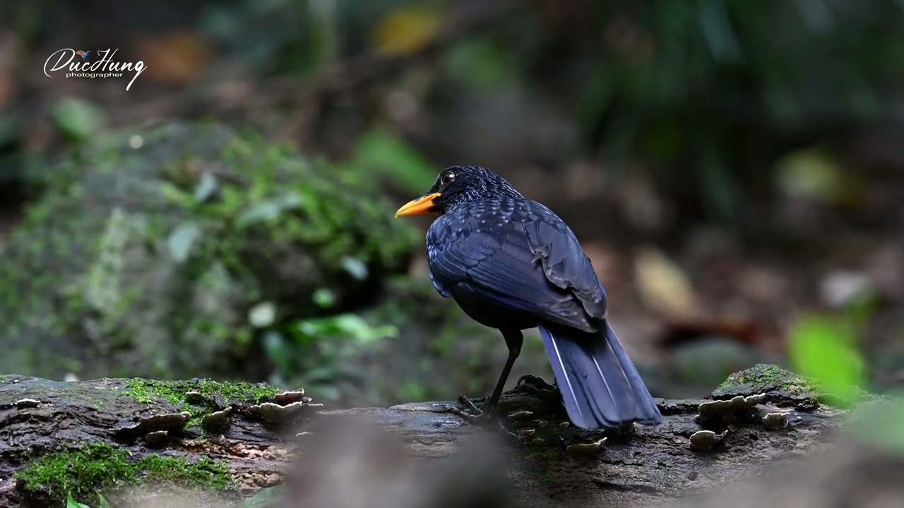 Hoét xanh-Blue Whistling Thrush.