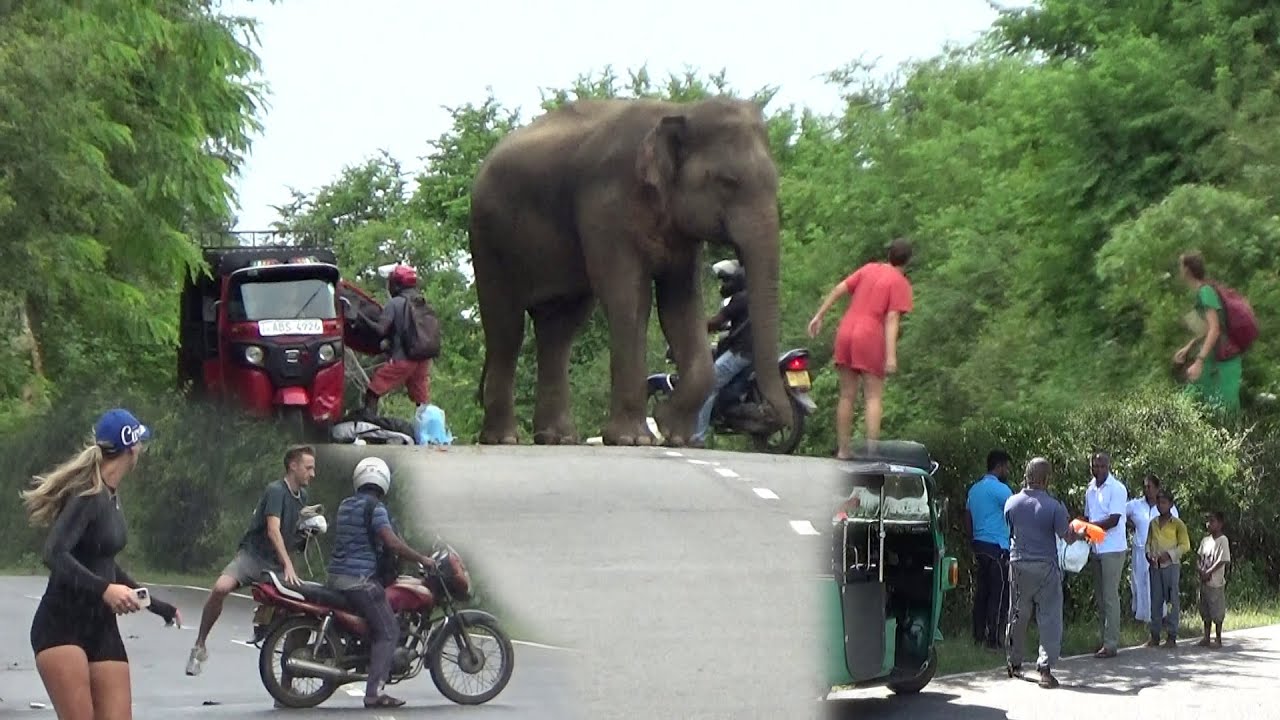 How Locals Help Tourists Get Their Belongings Back from Elephants