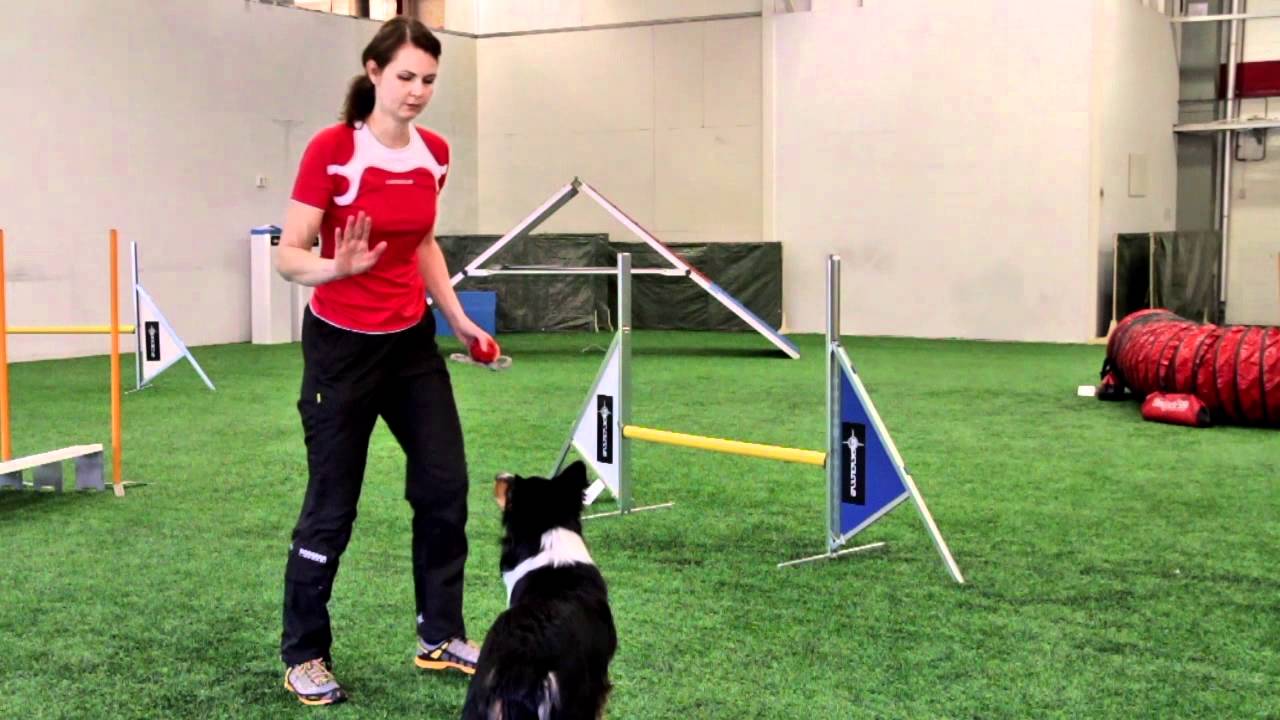 Agility hypyn opetus