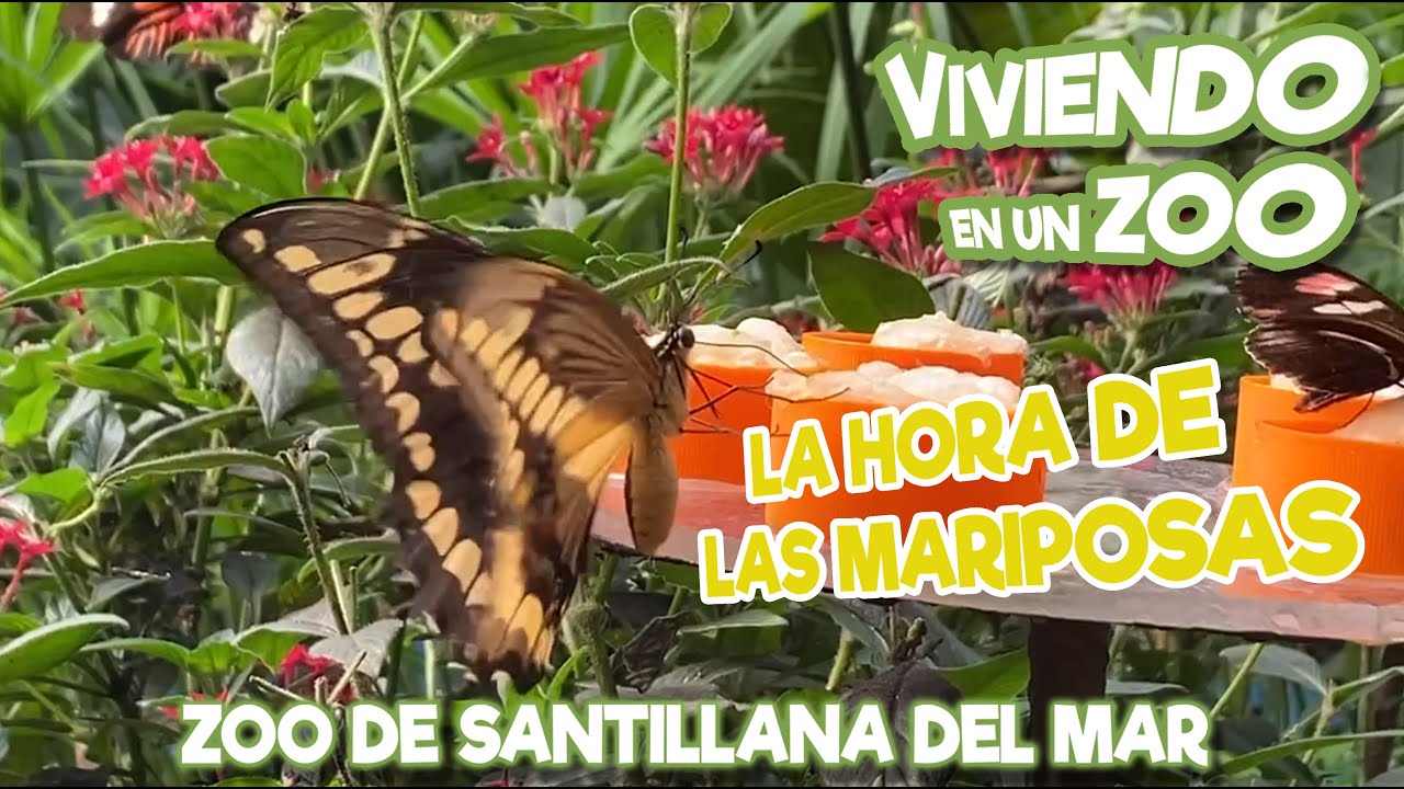 La hora de las mariposas