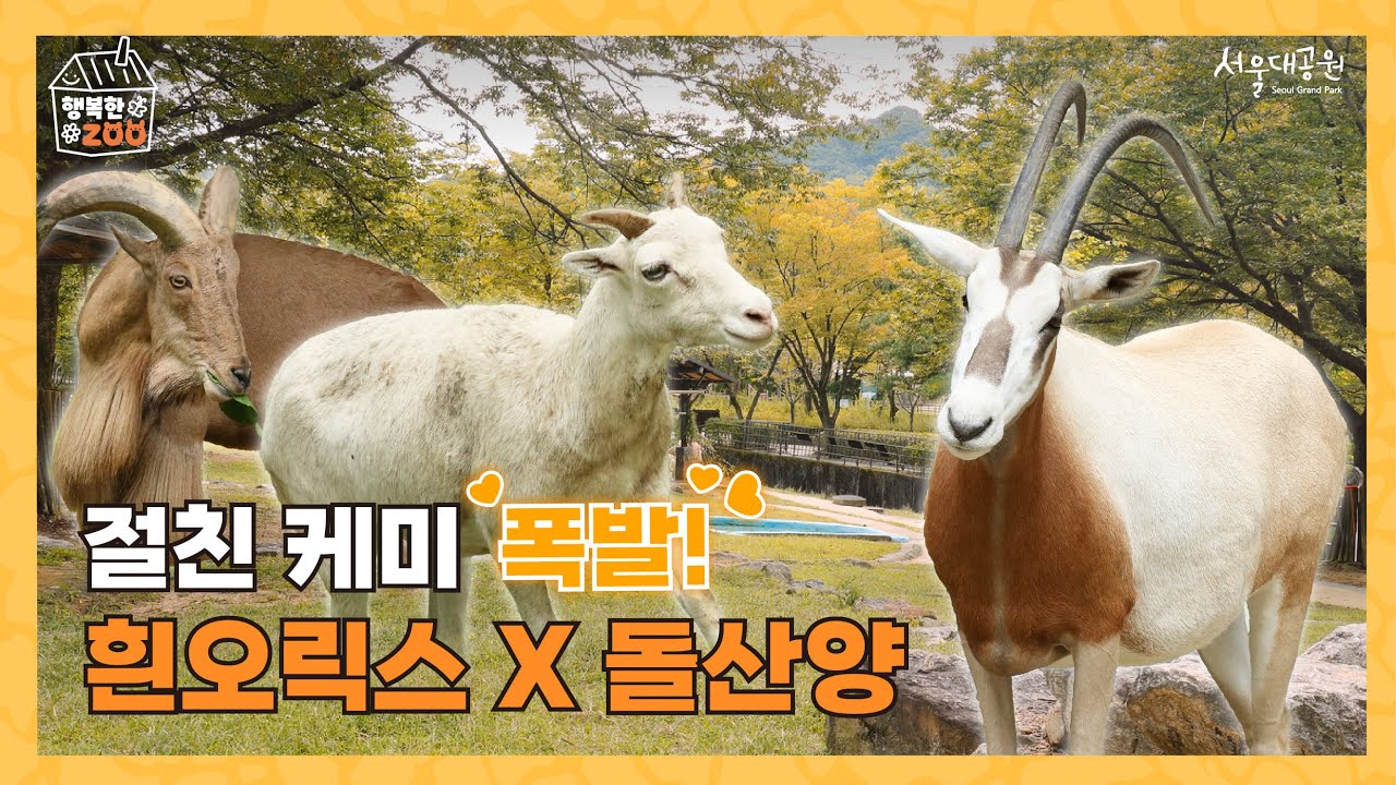 😊절친 케미 폭발! 흰오릭스 X 돌산양 🐾 제2 아프리카관의 세 동물 이야기            #서울대공원 #서울동물원 #seoulgrandpark  #동물원