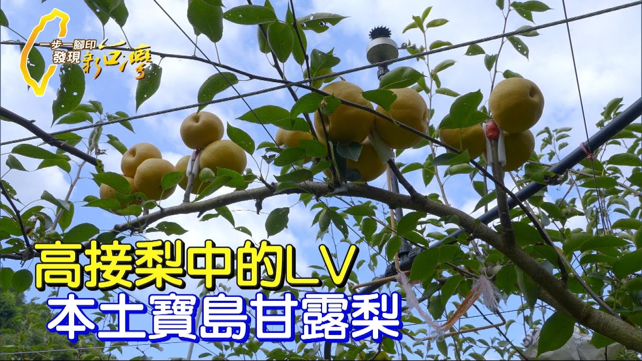 【卓蘭】轉行農業門外漢.種出高接梨中的LV. 皮薄多汁、甜度高、有甘蔗香味的本土寶島甘露梨∣一步一腳印【門外漢執著精品梨】20220904