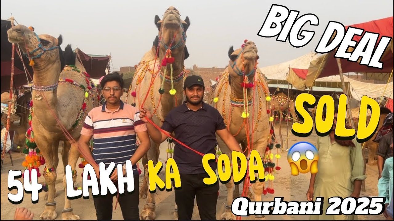 3 Big Camel sold 54 lack 😱| Gujranwala khayali camel mandi | Asfand Amjad vlogs..!!