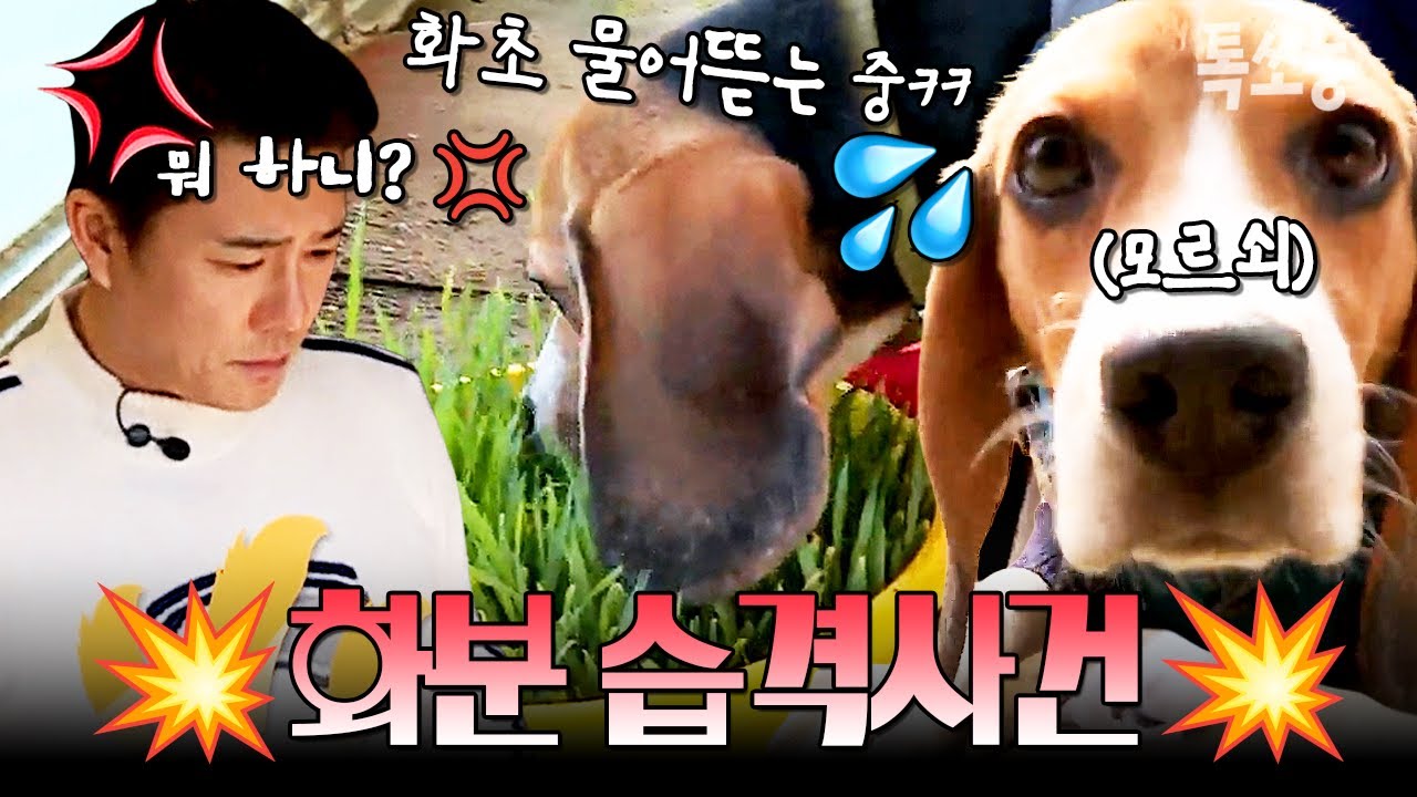 💥분갈이 현장 습격💥 아빠 이태곤이 아끼는 화분을 호시탐탐 노리는 비글 남매👀 | #개밥남