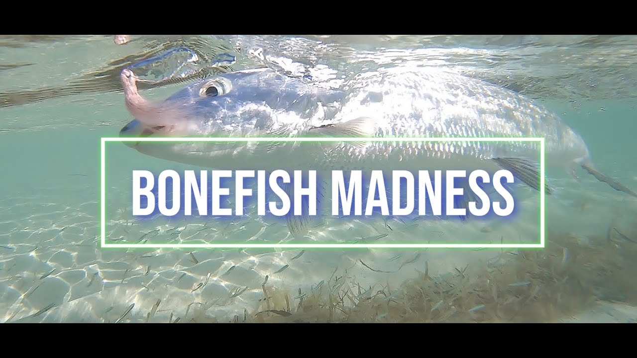 Catching bonefish Chub Cay Bahamas