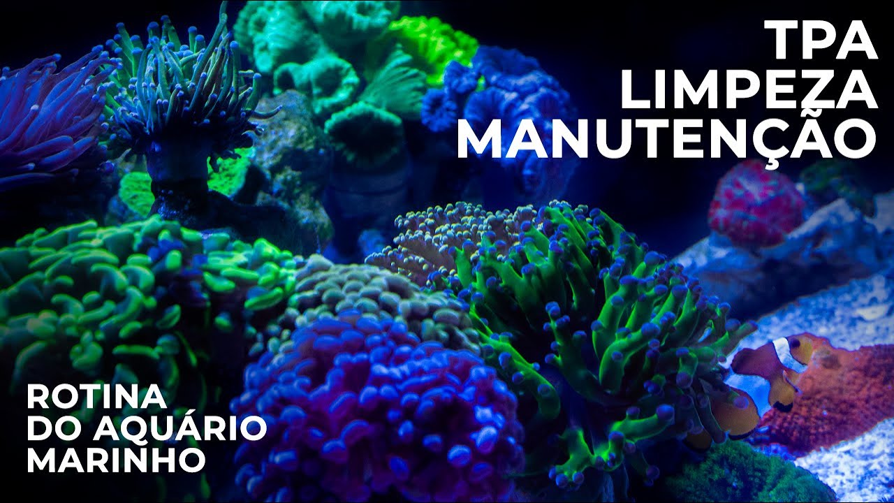 TPA, LIMPEZA e MANUTENÇÃO do meu aquário marinho - nano reef sem experiência! 