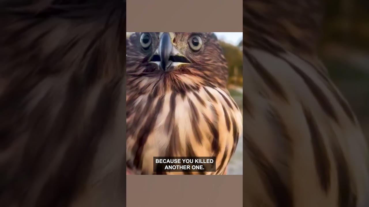 Hawk Acting Guilty