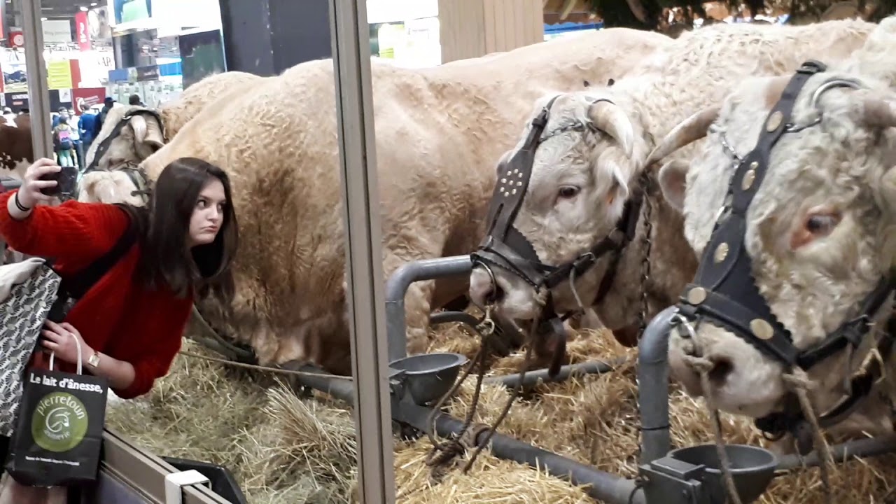Les belles bêtes du salon de l'agriculture 2019