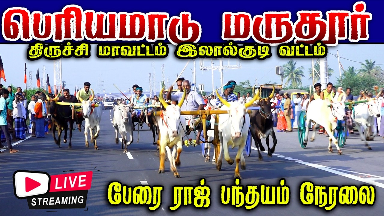 🛑LIVE மருதூர் பெரியமாடு (15.02.2026) நேரலை பந்தயம்