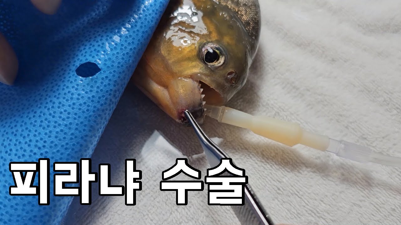 7년간 키운 식인피라냐 종양수술 받으러 갔습니다..