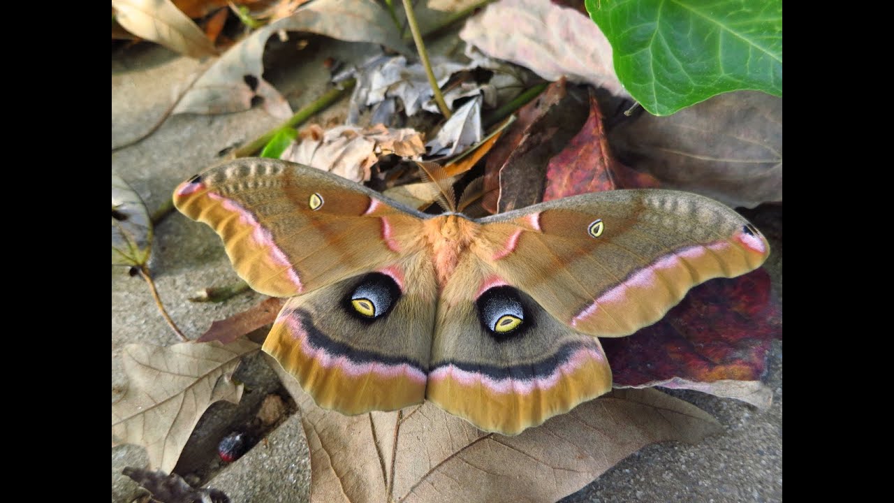 Owl Eyed Moth, Bug No. 4, piano