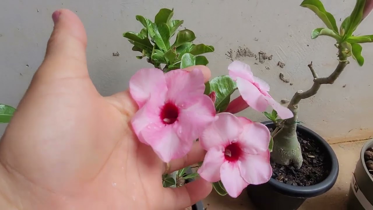 Um pouquinho das minhas rosas com flores. 
