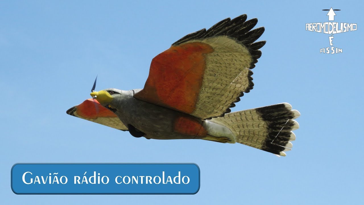 Gavião R/C, um pássaro de controle remoto (Hawk RC)