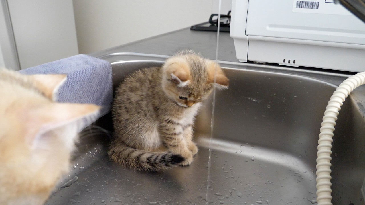 Cute kitten who is afraid but wants to touch the water...
