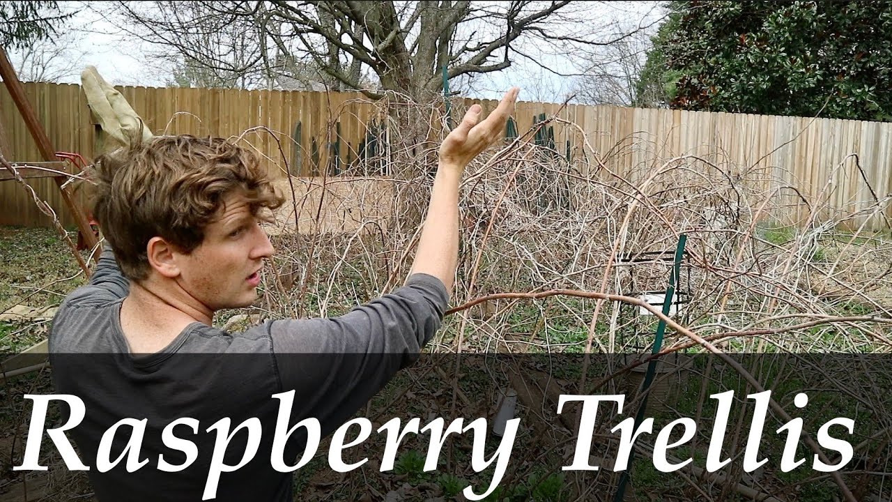 How to make a RASPBERRY TRELLIS | Quick, Cheap and Easy!