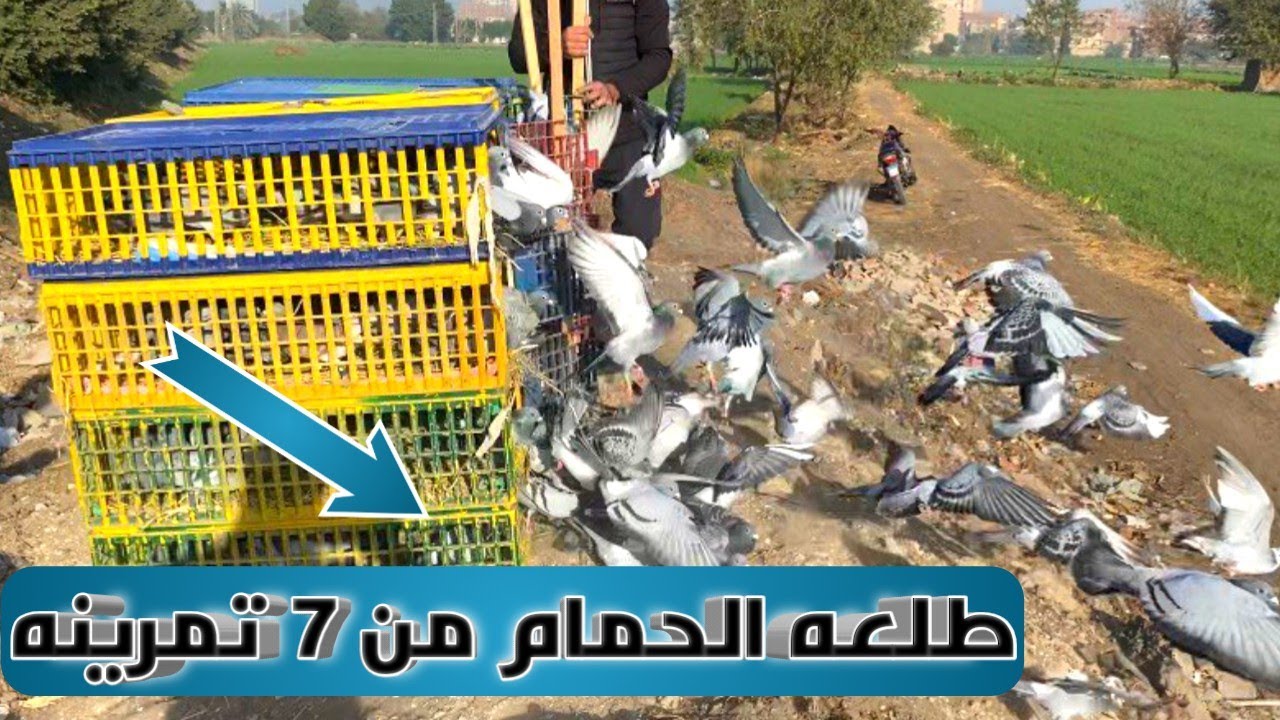 سابع تمرينه للحمام الزاجل اللهم بارك