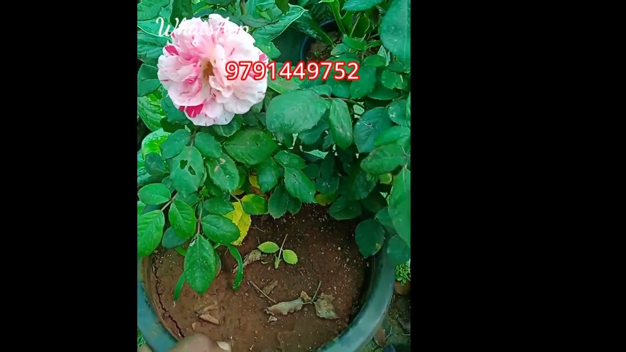 Rose plant online sale