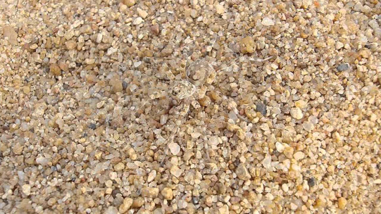 Amazing Animal Camouflage