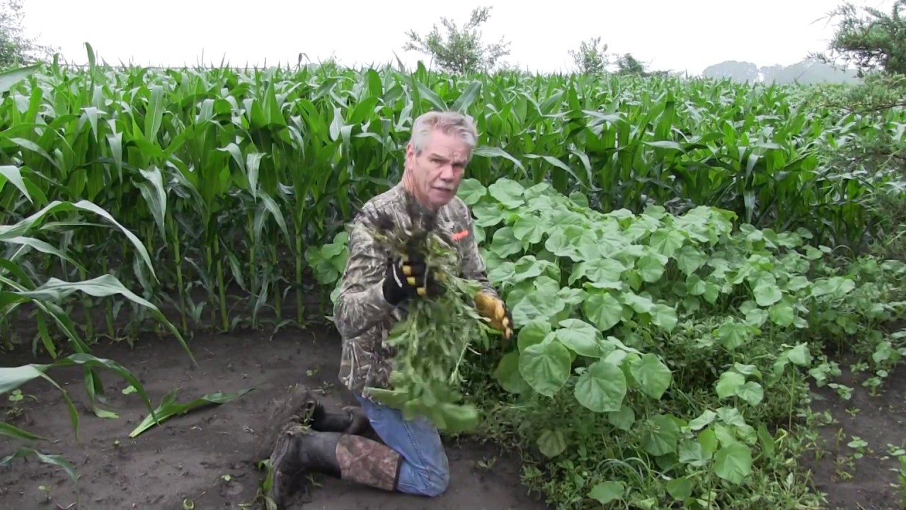 2018 Food Plot War on Weeds