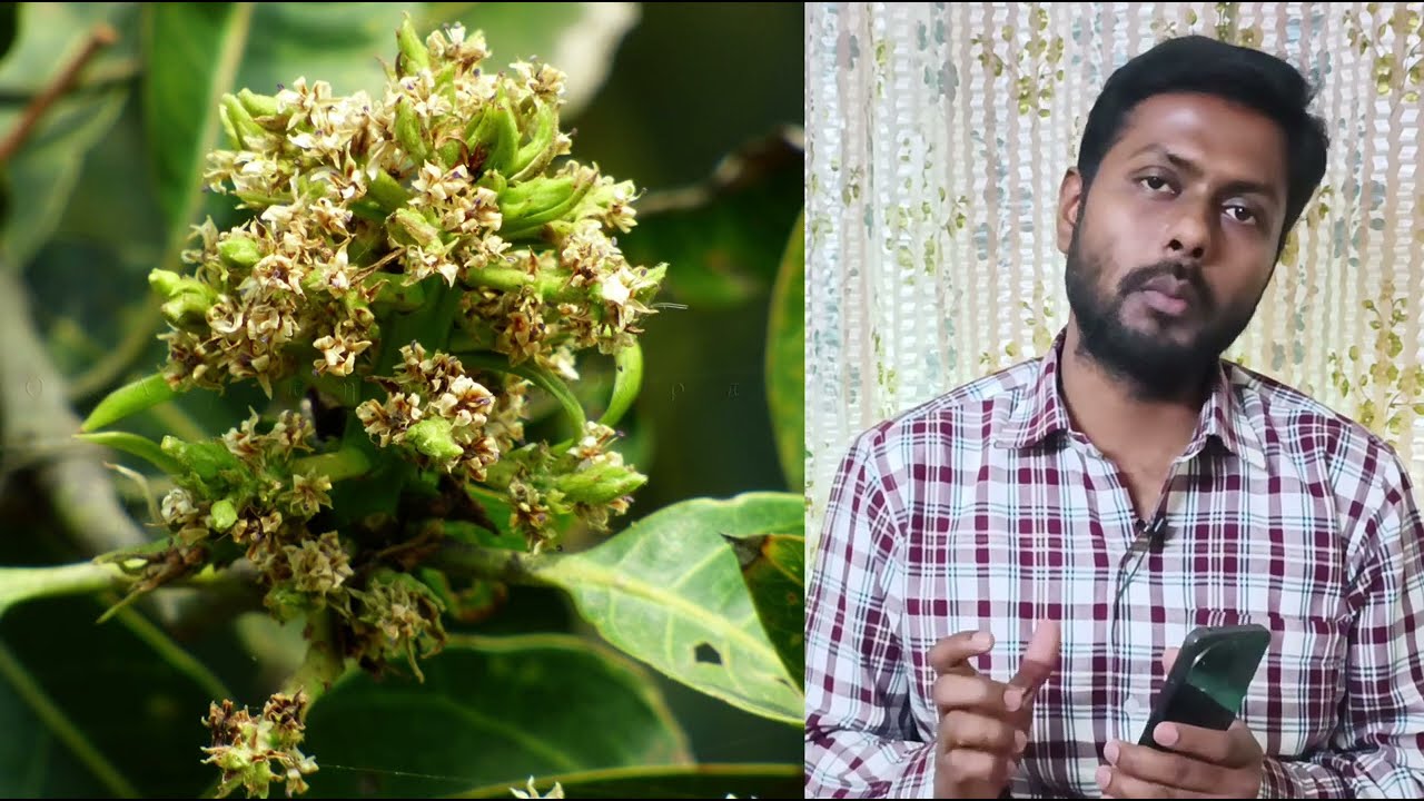 Diseases in mango | Mango malformation | आम में बांझपन का सफल इलाज | aam me manjar nahi aa raha hai