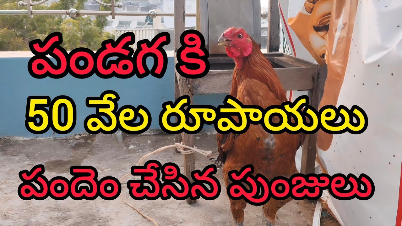 🤩50 వేల పందెం రెండు పుంజులు చేశాయి పండగకి | Pets Enjoy The Festival Of Lights! |
