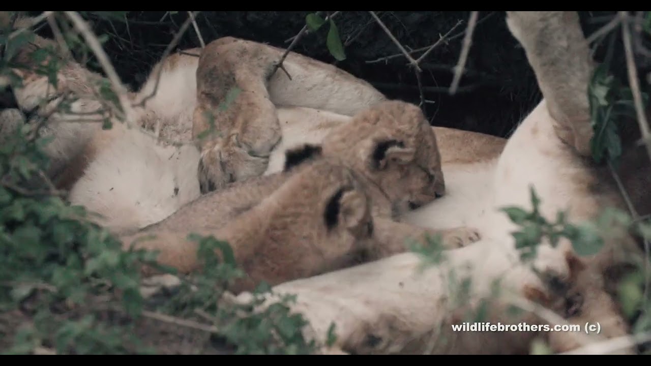Cute little Lion cubs suckling (and fighting for the best nibble)