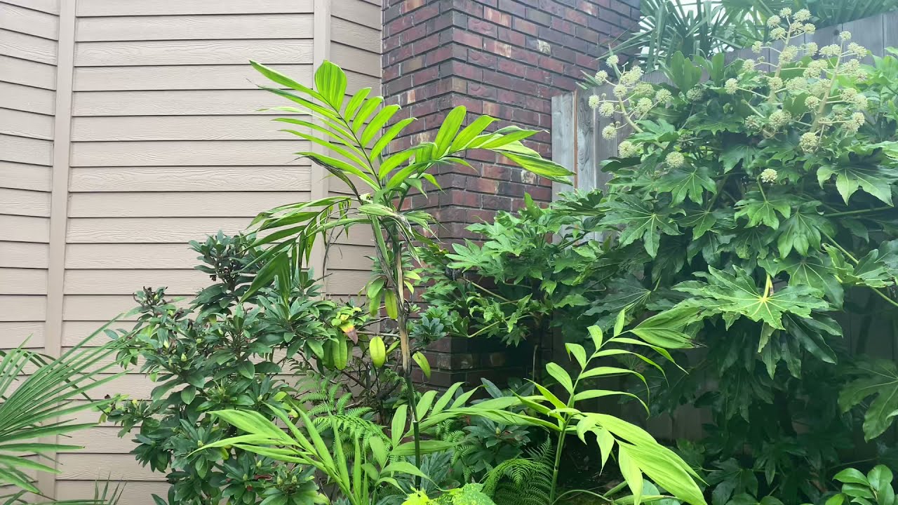 Last look at the Chamaedorea microspadix before winter.
