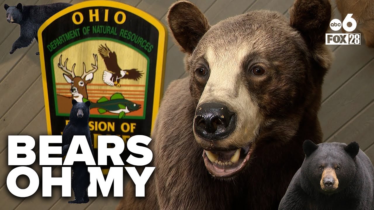 Ohio wildlife officials offer tips to prevent nuisance bears as sightings increase