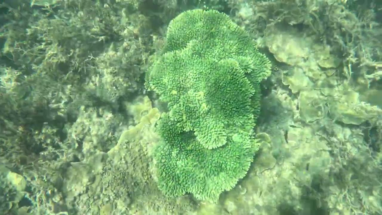 Geoffrey Bay, Magnetic Island