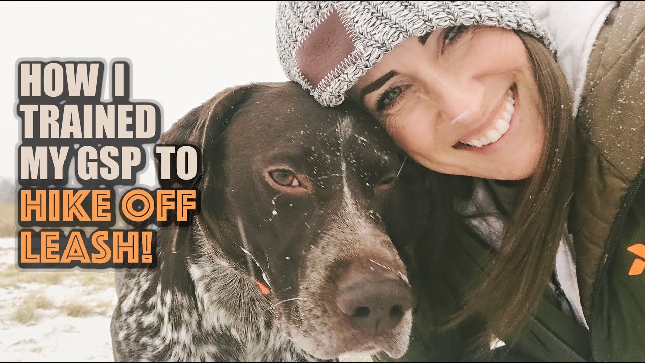 How I trained my GSP to hike off leash