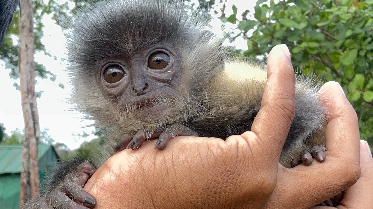 The baby monkey was abandoned by its mother