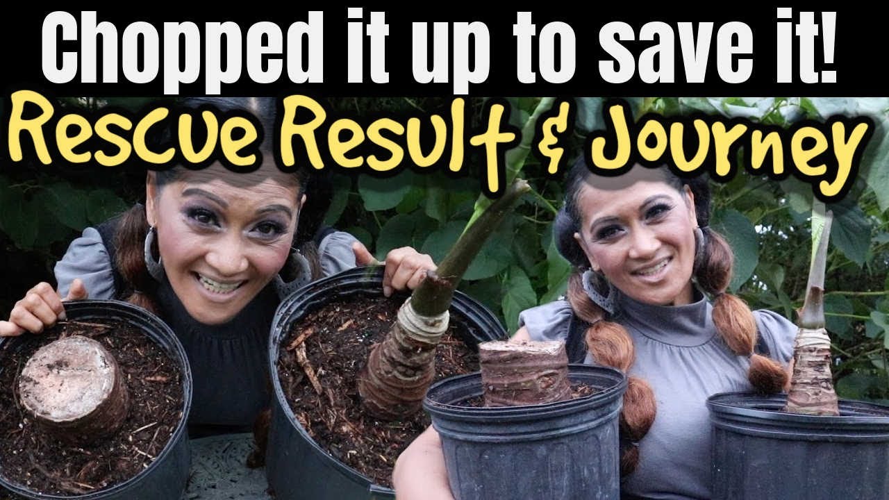 Saving my Dead Alocasia - Update & Journey , Aroid Rescue, Houseplant