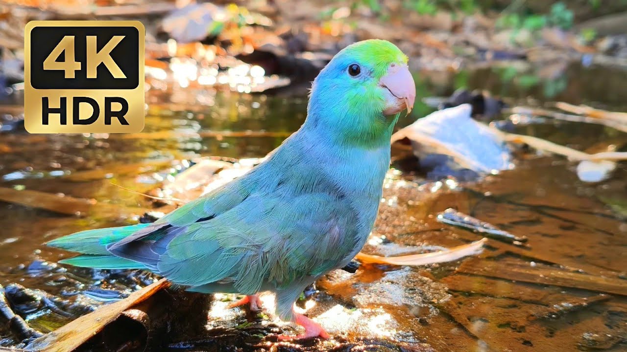 Stunning Blue Parrotlet in the Wild: A Beautiful Nature Encounter